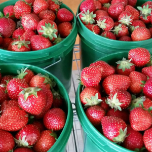 Strawberries