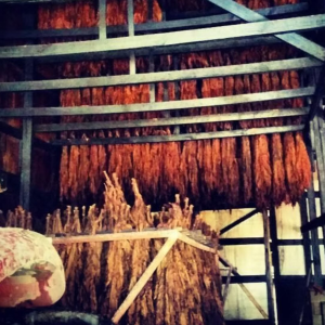 Dark Fired Tobacco