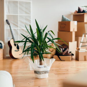 Move-In & Move-Out Cleaning