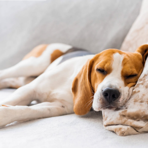 Pet-Friendly Living