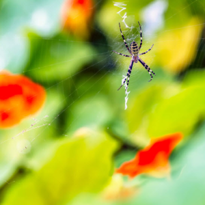 Spider Control