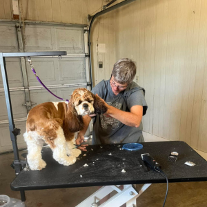 Full-Service Grooming