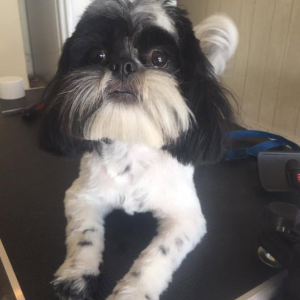 Nail Trimming and Basic Paw Care
