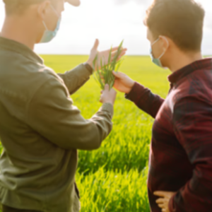 Agricultural Seed Consultation