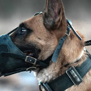 Dog Aggression