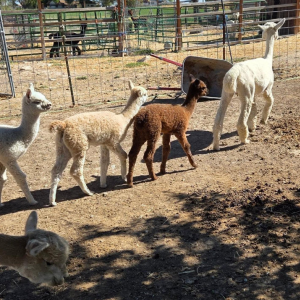 Alpaca Sales & Breeding