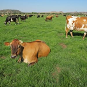 Grass-Fed Cattle