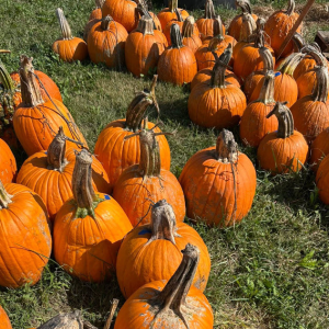 Pumpkins and Gourds