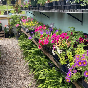 Plants