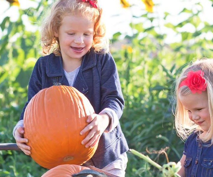 Pick-Your-Own Pumpkin Patch