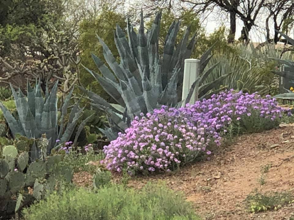 Native & Rain Gardens