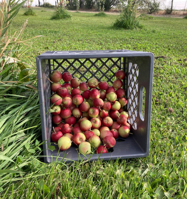 Fruits