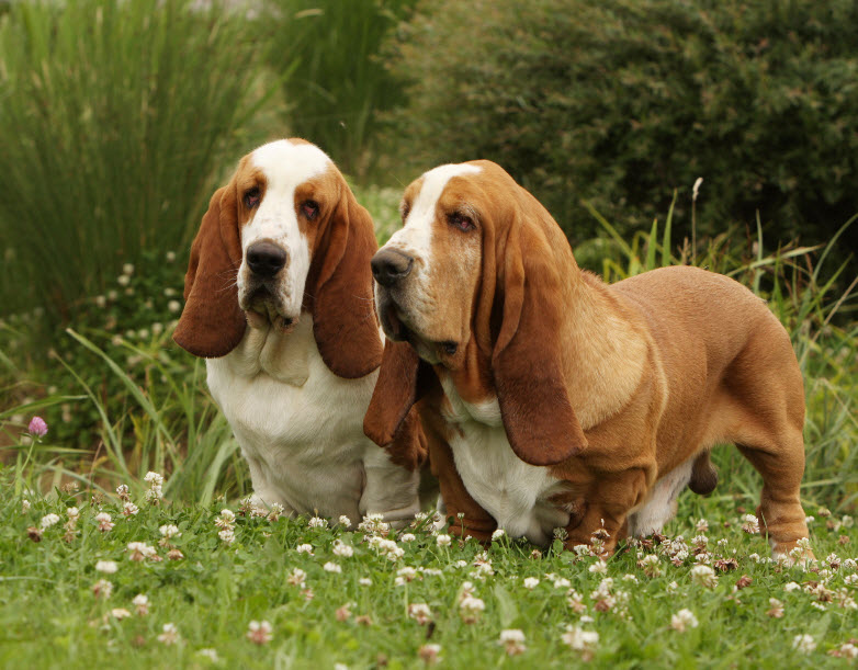 Puppy Breeds/Basset Hound dog