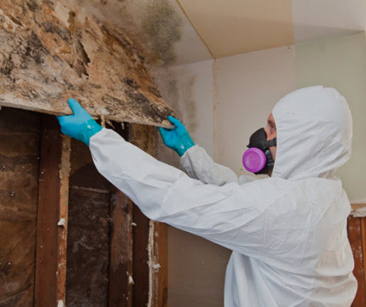 Mold Restoration