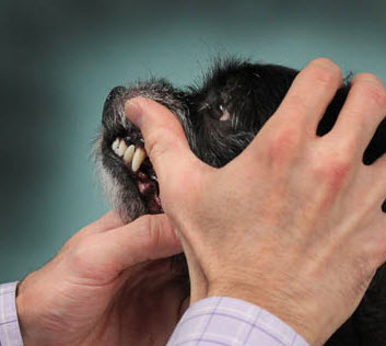 Pet Dentistry