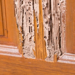 Residential Termite Control