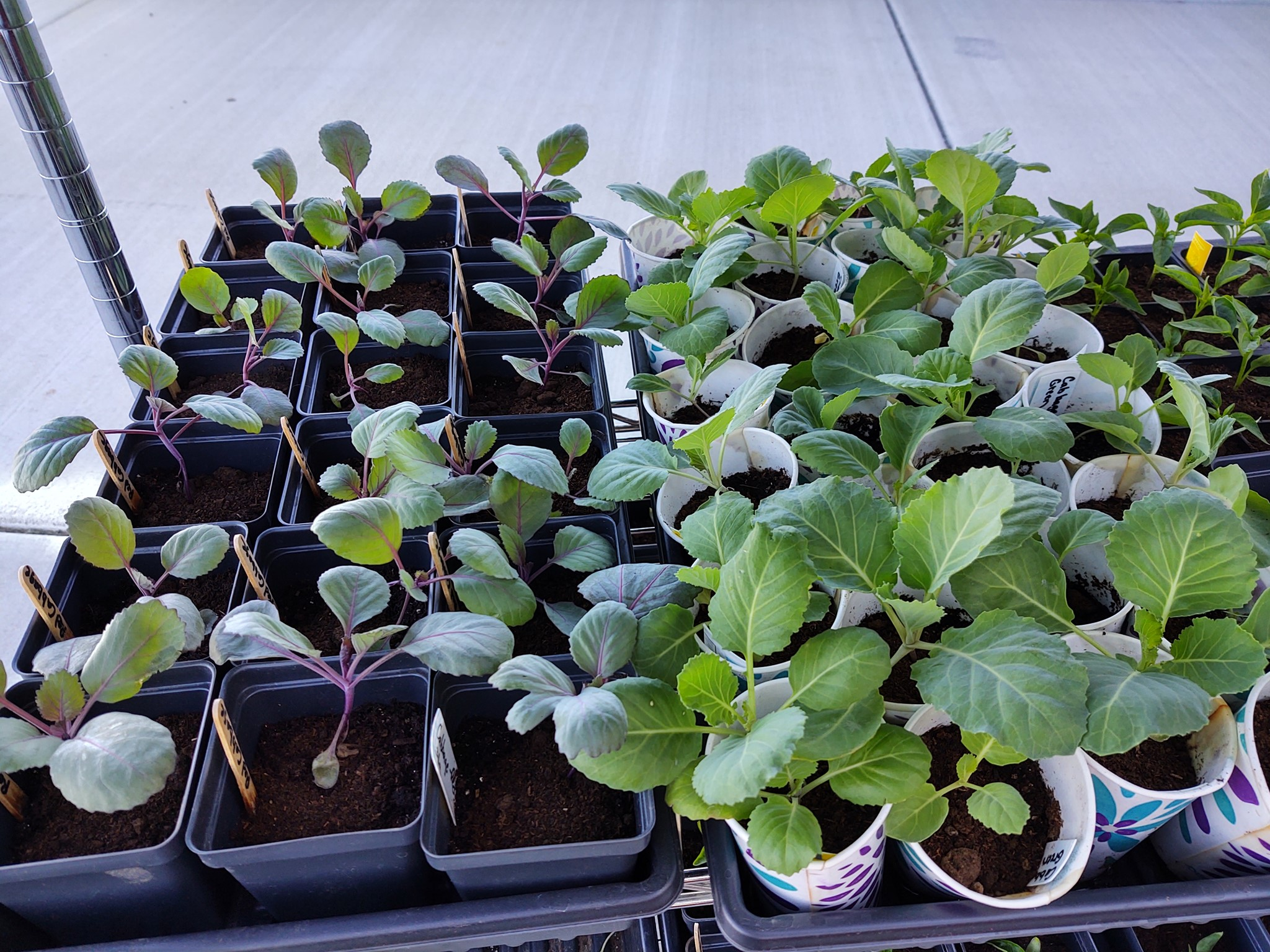 Vegetable Organic Plants