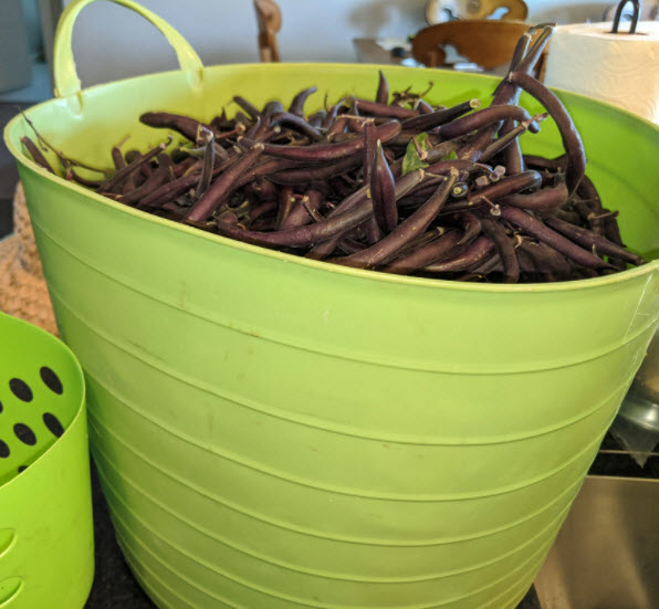 Royal Burgundy Beans
