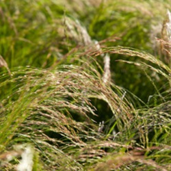 Teff Grass
