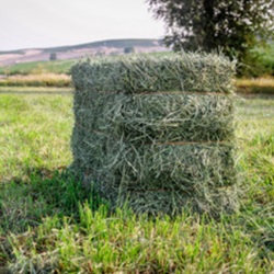 Alfalfa