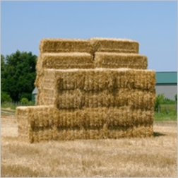 Alfalfa/Rye Mix