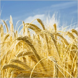 Barley