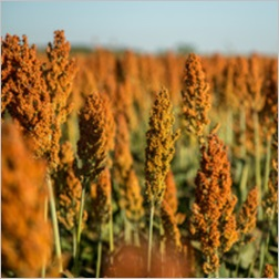 Sorghum