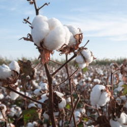 Cotton