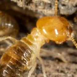 Termites