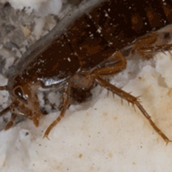 Cockroaches