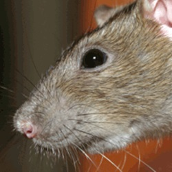 Rats
