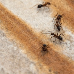 Carpenter ants