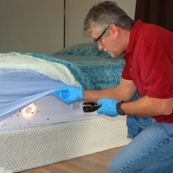 Bedbugs