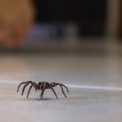 Spiders