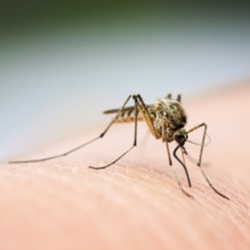 Mosquitos