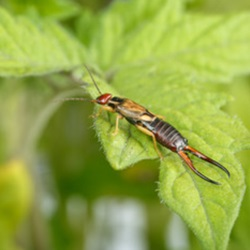 Earwigs