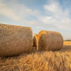 Durum Wheat