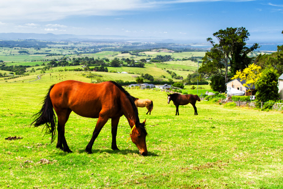 Ranches and Horse Property