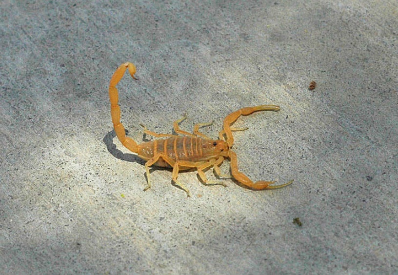 SCORPION CONTROL SPECIALISTS 