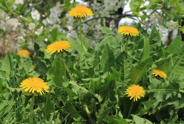 WEED CONTROL 