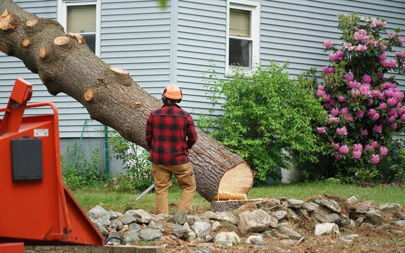 Tree Stump Grinding