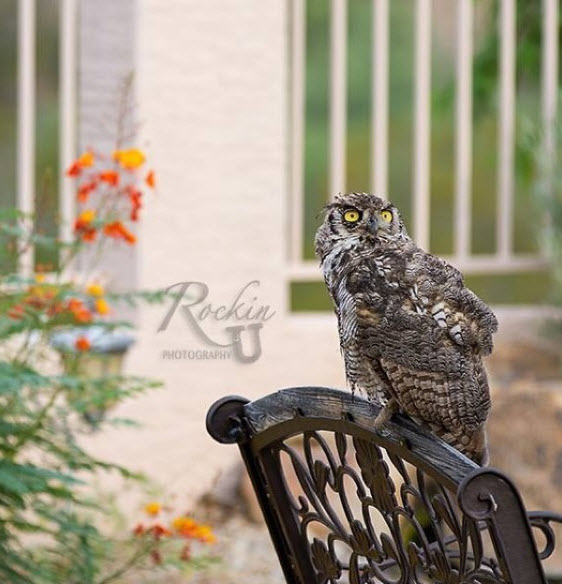Landscapes & Wildlife