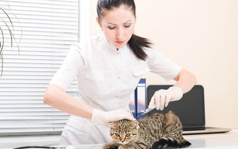 Microchipping