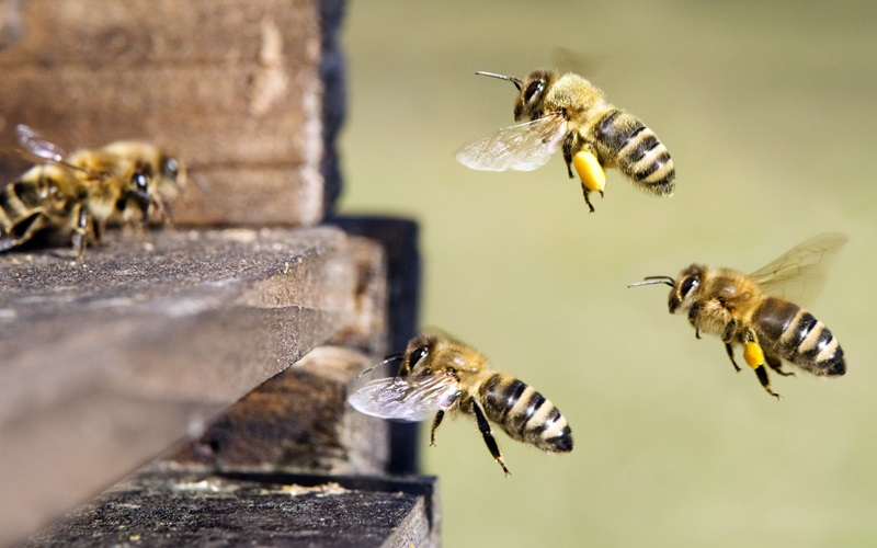 Bees