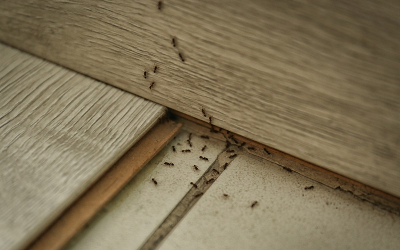 Ants