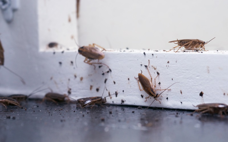 Cockroaches