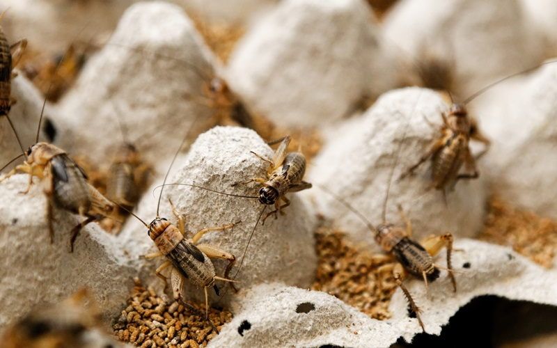  Crickets