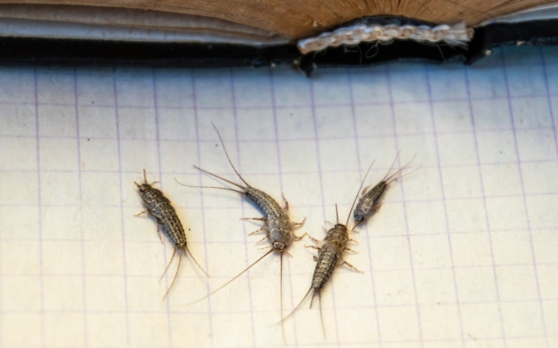 Silverfish