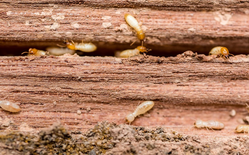Termites