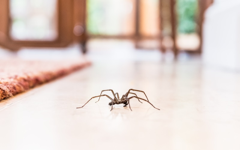 Spiders